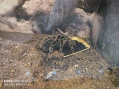 -上海大自然野生昆虫馆(东方明珠·爬宠昆虫探索中心)