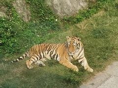 -深圳野生动物园