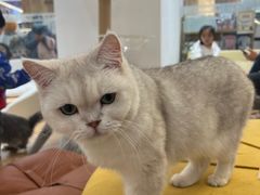 -1013 PET SHOP精品宠物商店(丁香店)