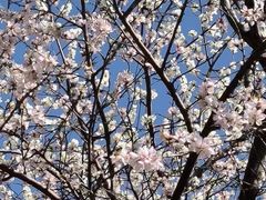 -桃花堤公园