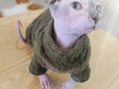 -平行世界·猫咖(首经贸店)