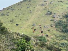 -大姆山草场