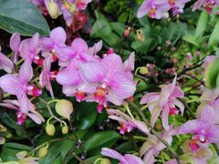 -北京植物园-展览温室