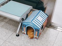 -四月宠物医院·猫专科·心脏专科·内科(转塘店)