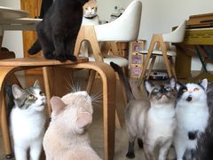-猫咖时代(中山亭店)
