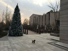 -上海崇明金茂凯悦酒店