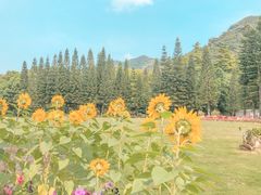 -深圳仙湖植物园-停车场