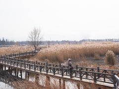 -野鸭湖国家湿地公园