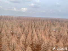 -黄海国家森林公园