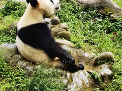 -都江堰中华大熊猫苑