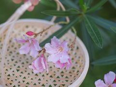-福田红树林生态公园