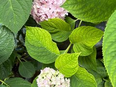 -山茶云南菜(永安里店)