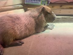 -正佳雨林生态植物园
