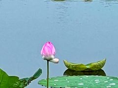 -荷塘月色湿地公园·向阳花洲
