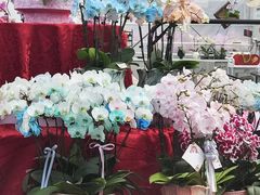 -上海鲜花港