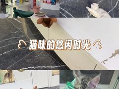 -小猫来了·猫咪专售(红山六九七九店)