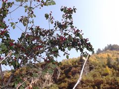 老爷山山坡上的沙棘-老爷山风景区