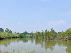 -池杉湖湿地公园