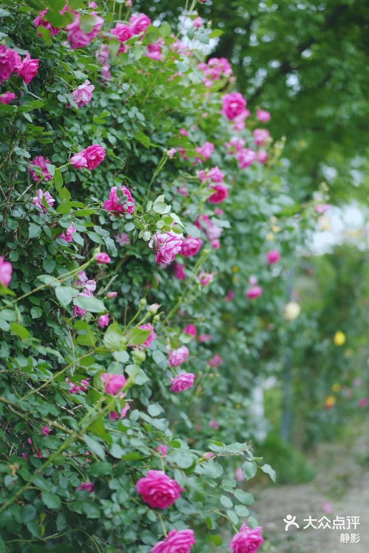 app查看高清大图 静影 5月2日 19:15 关注 暮春的那些花儿 暮春时节