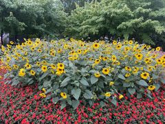 -徐家汇源景区-衡山公园