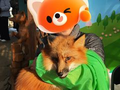 -宫城藏王狐狸村