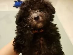 -瑞鹏宠物医院·爱宠堂·骨外专科(西荷分院)