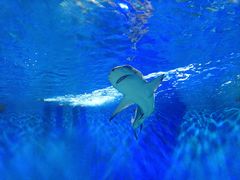 -太平洋海底世界