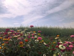 -光明小镇欢乐田园