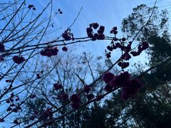 -神光山国家森林公园