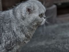 -和顺古镇