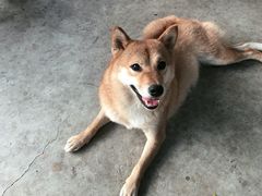 -柴犬高等学院·狗咖·柴犬售卖·宠物训练
