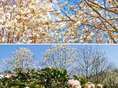 -高东镇樱花园