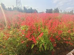 -羊亭河湿地公园