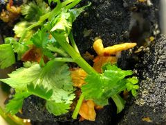 -黑色经典臭豆腐·湖南特产(步行街店)