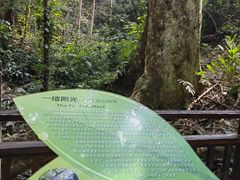 -西双版纳原始森林公园