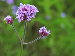 -洋湖国家湿地公园