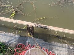 -同銮特种养殖场·龙虾垂钓