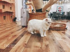 -袖虎·猫馆(体育西路店)