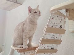 -藏猫猫咖啡主题馆(中央大道店)