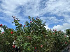 -亚龙湾国际玫瑰谷