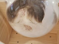 -momokira米努特·德文卷毛猫·棉花面纱犬