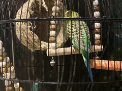 -雀蓝川菜(星悦汇店)