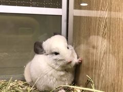 -藦茜花园宠物主题亲子互动体验馆(国顺东路店)