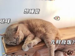 -Catmate·猫肥家润(金润铂宫店)