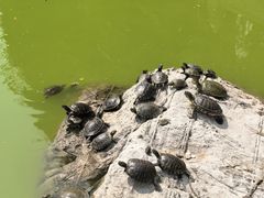 -泰山风景名胜区-普照寺