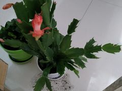 -格瑞欧海鲜自助烤肉火锅(光彩店)