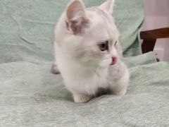 -佳雯宠物医院·皮肤科·内外科(春晓路分院)