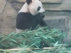 -成都动物园