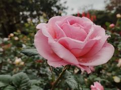 -人民公园(罗湖区)