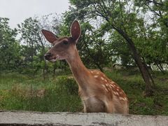 -大连森林动物园